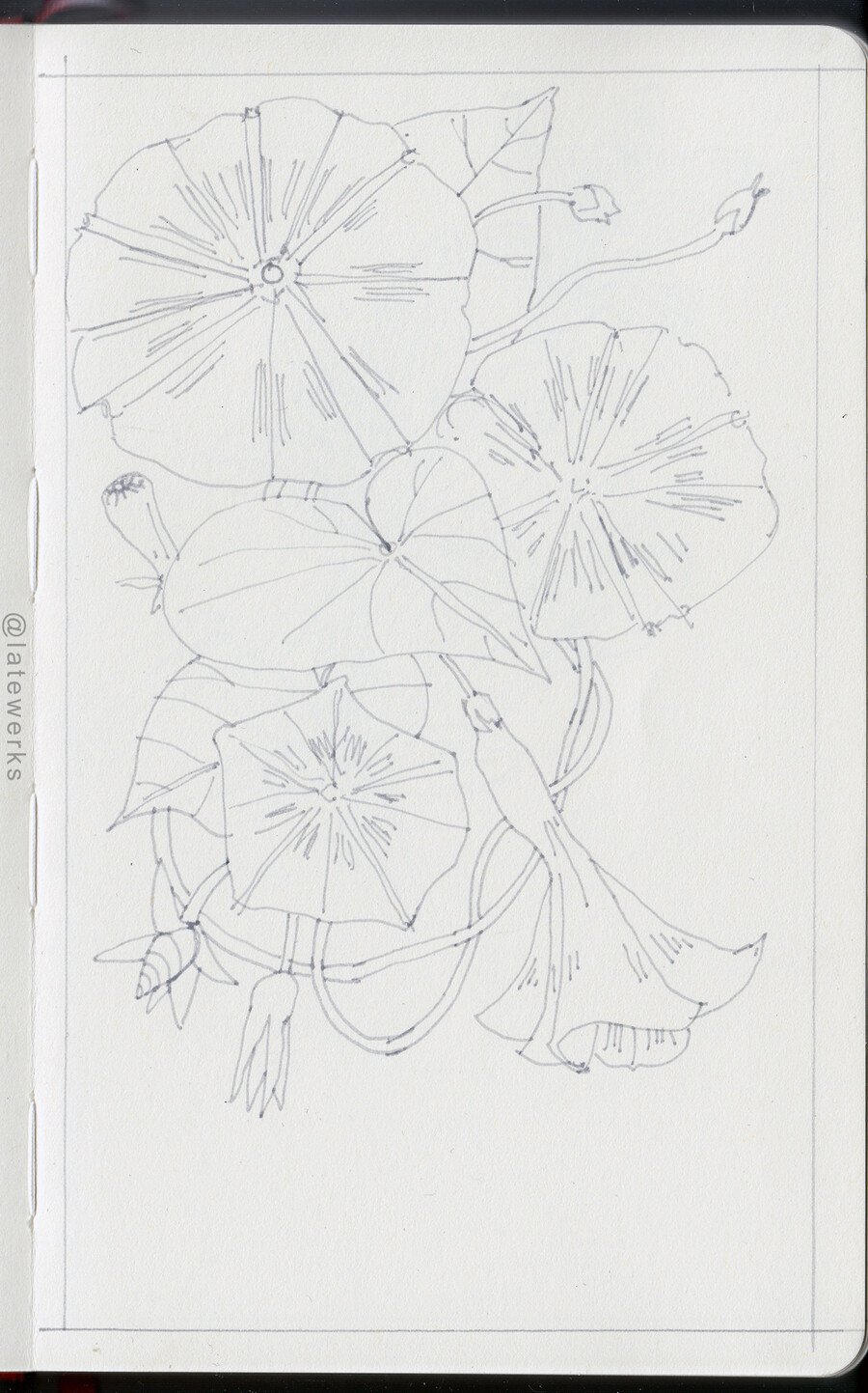 Morning glories